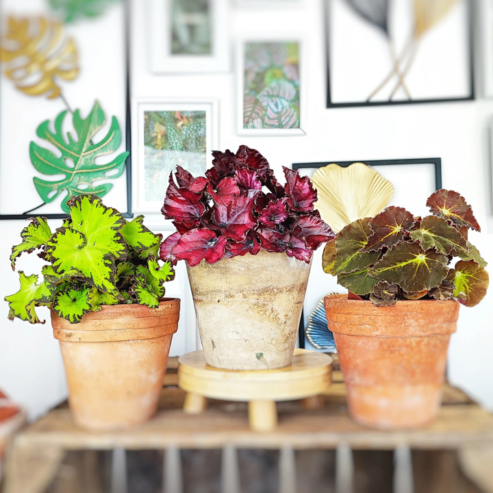 Begonia Rex Variety Pack | 6 Bareroot plants