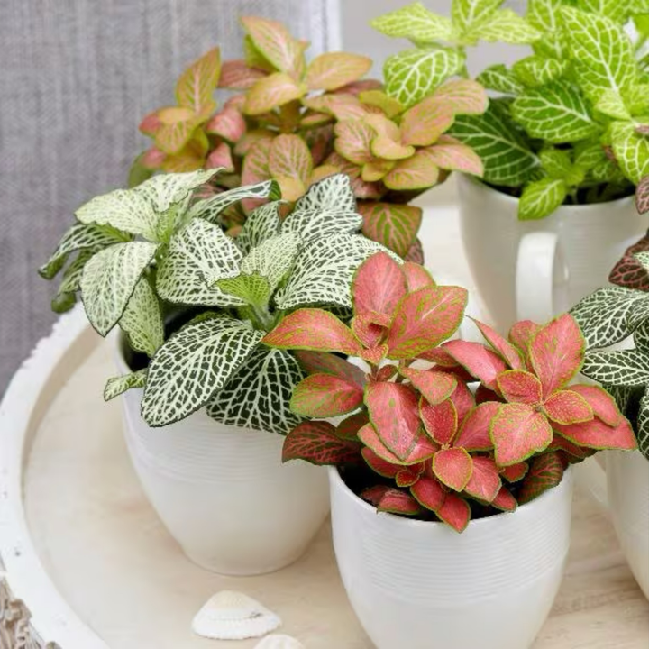 Fittonia Mosaic Variety Pack | 6 Bare root plants