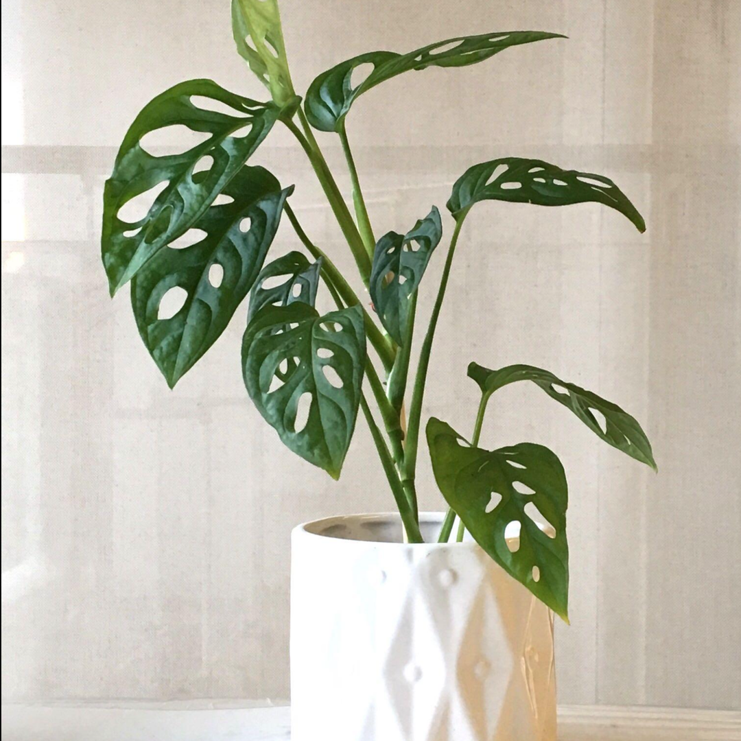 Monstera Adansonii Monkey Mask | 6cm pot