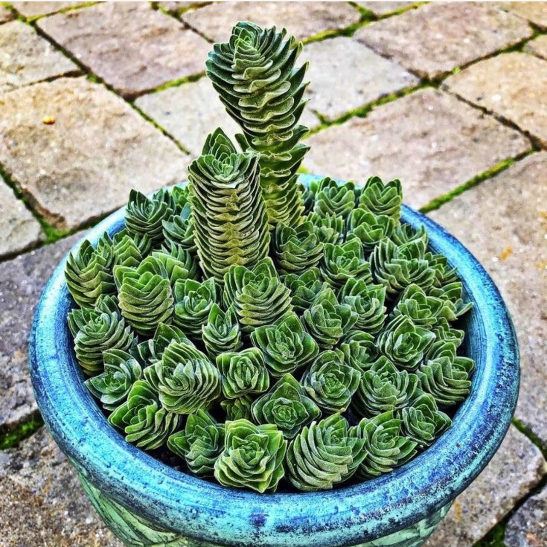 Crassula ‘Buddha's Temple’