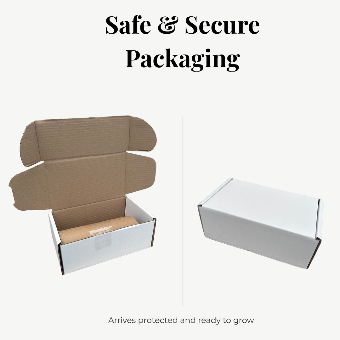 Adenium Obeseum (Desert Rose) 12cm