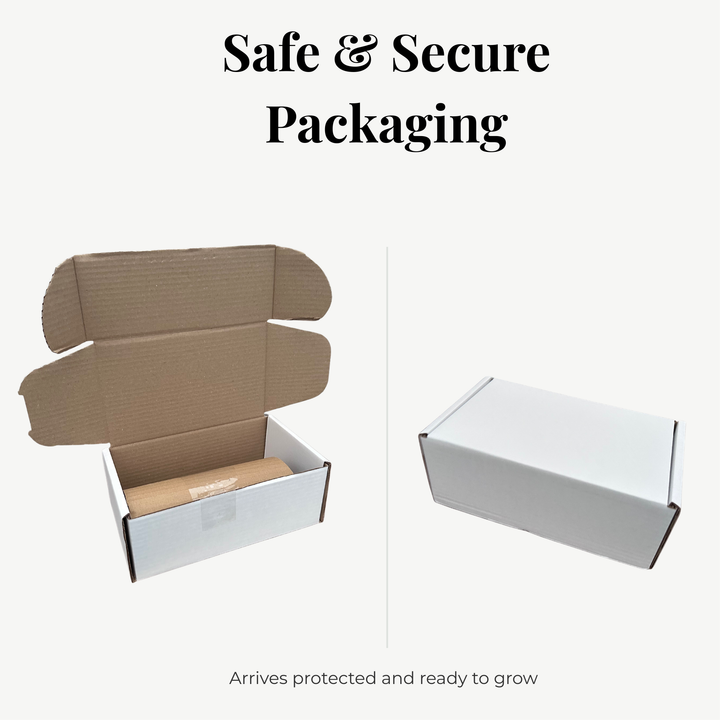 Fittonia Mosaic Variety Pack | 6 Bare root plants