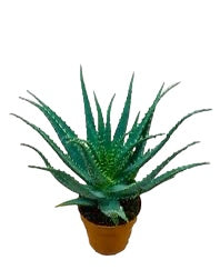 Aloe Arborescens