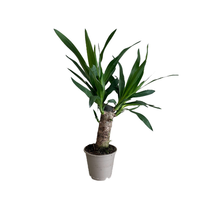 Yucca Tree