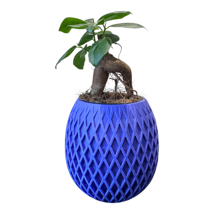 Ficus Ginseng | Easy-Care Indoor Bonsai | Plant of the month | February