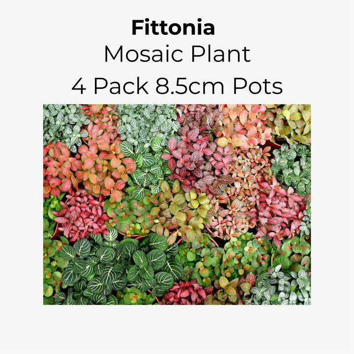Fittonia Mosaic Variety Pack | 4 x 8.5cm potted plants