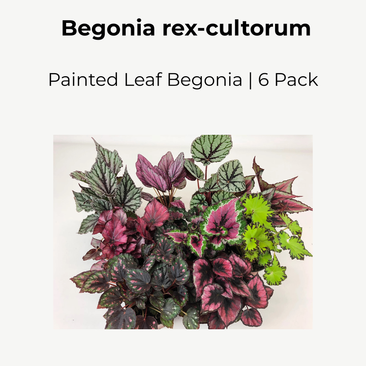 Begonia Rex Variety Pack | 6 Bareroot plants