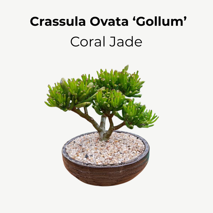 Crassula Ovata Jade ‘Coral’ | 6cm Pot