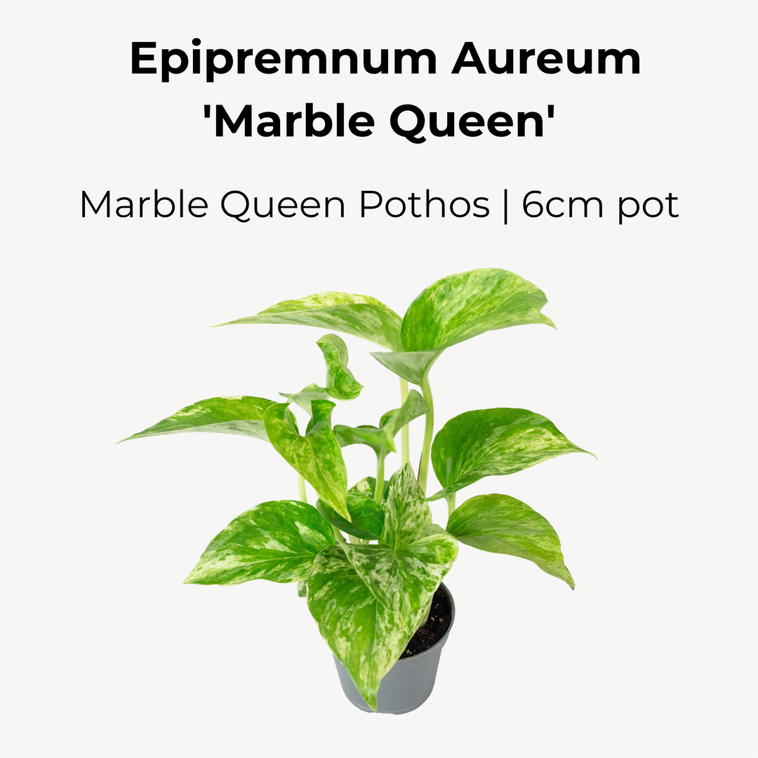 Marble Queen Pothos | 6cm pot
