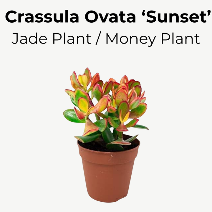 Jade 'Sunset' Money Penny Plant - Crassula Ovata 'Sunset'