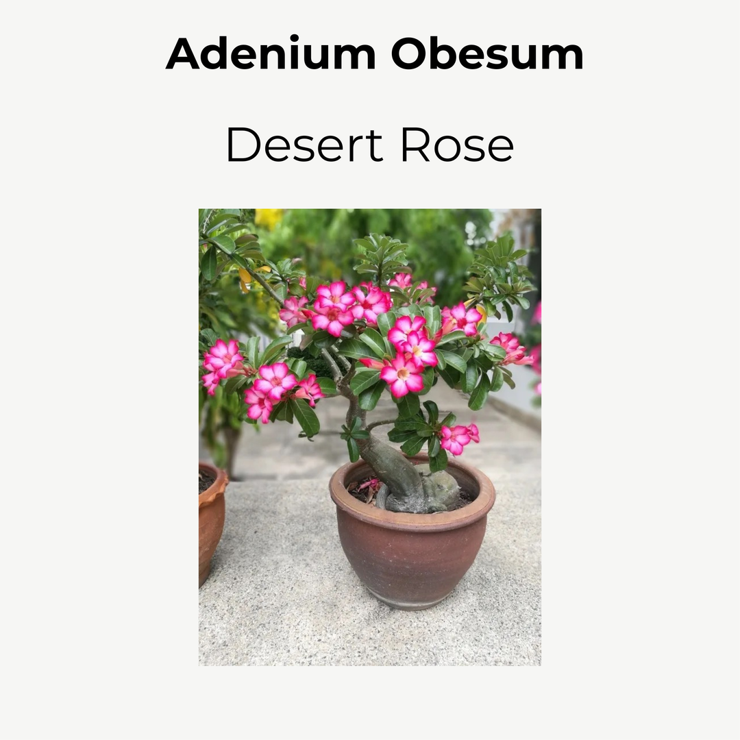 Adenium Obeseum (Desert Rose) 12cm