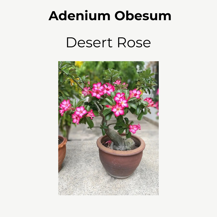 Adenium Obeseum (Desert Rose) 12cm