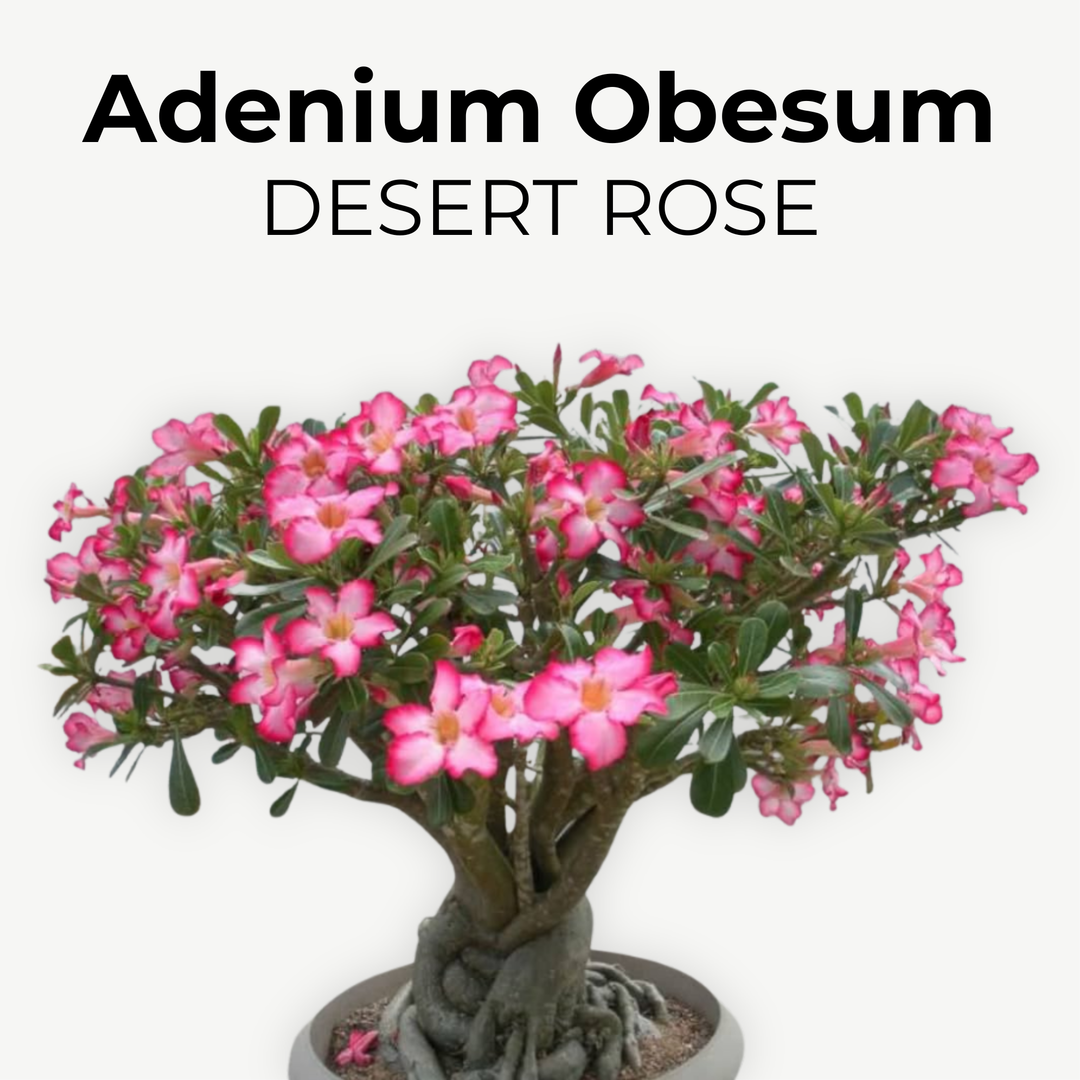 Adenium Obesum (Desert Rose)
