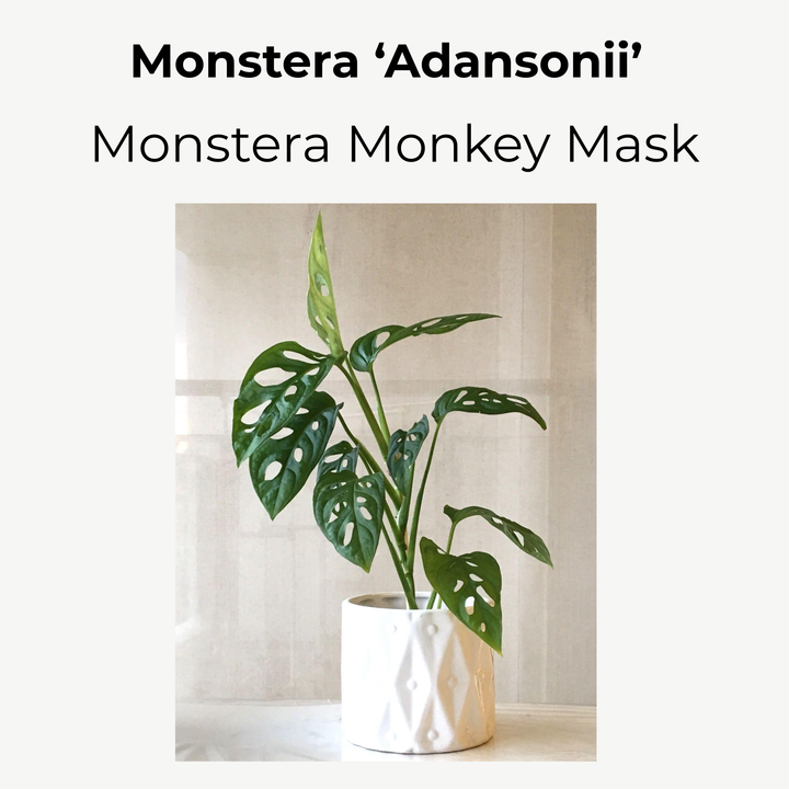 Monstera Adansonii (Swiss Cheese Plant) – Bare Root Houseplant