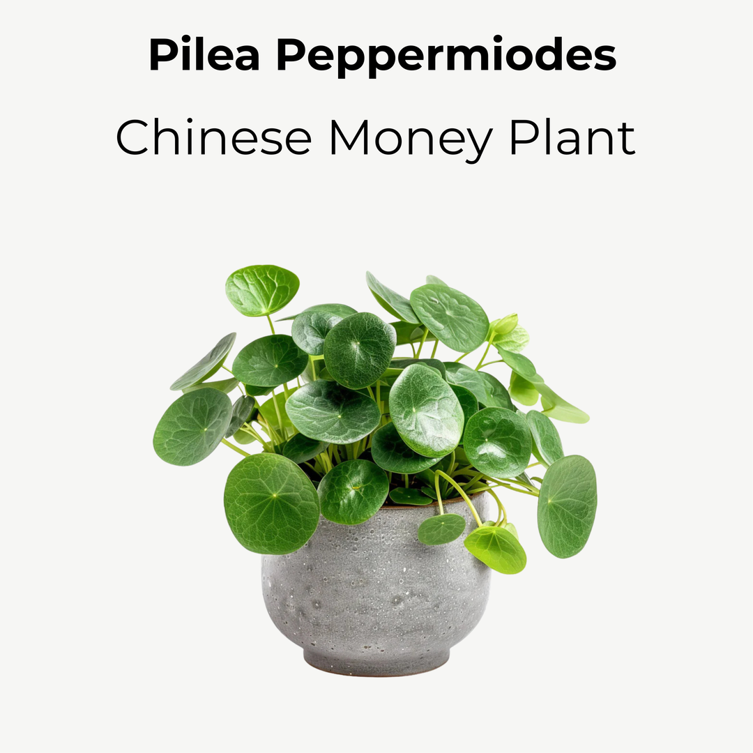 Pilea Peperomioides (Chinese Money Plant) – 8.5cm Pot