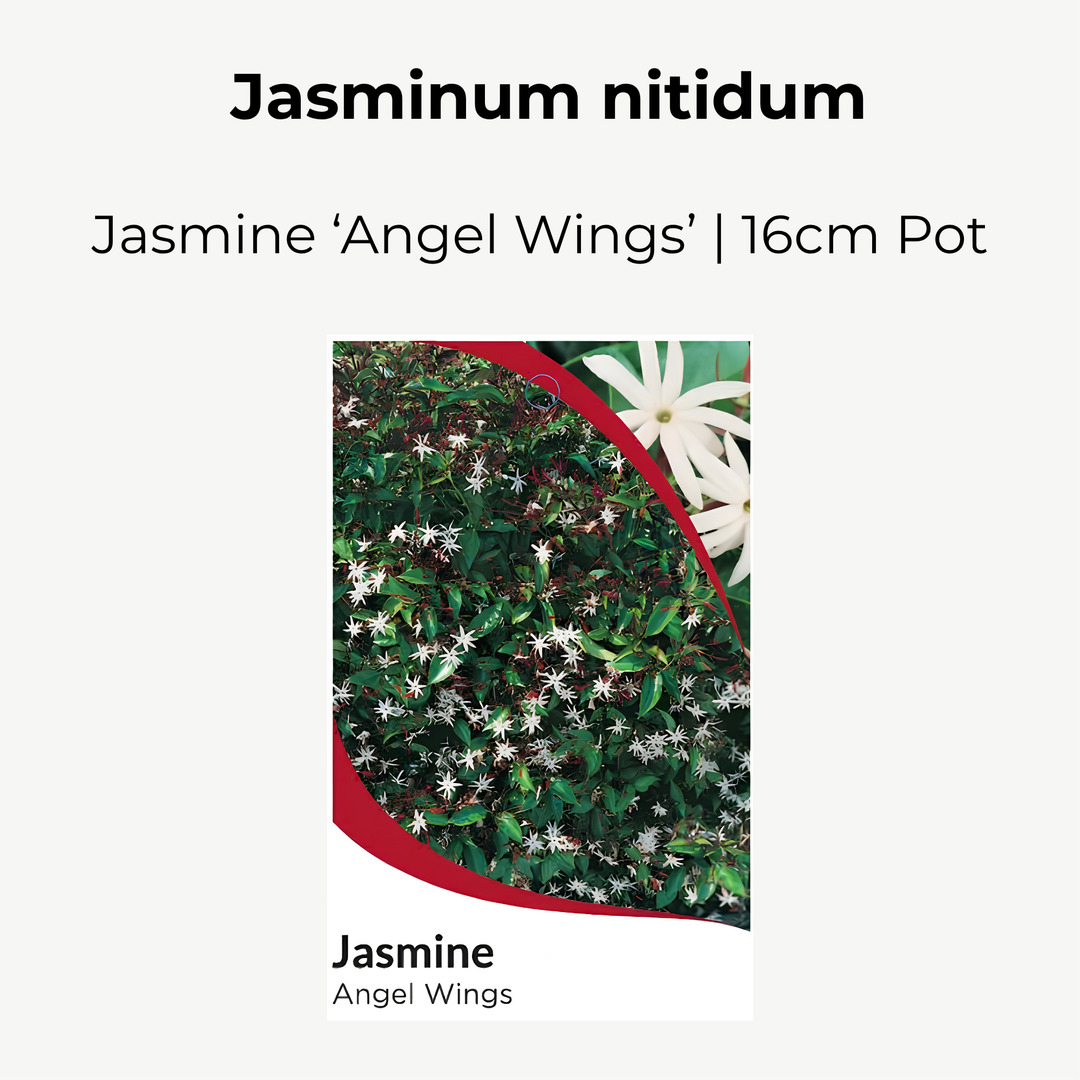 Jasmine 'Angel Wings'