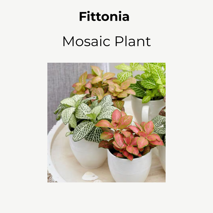 Fittonia Mosaic Variety Pack | 6 Bare root plants