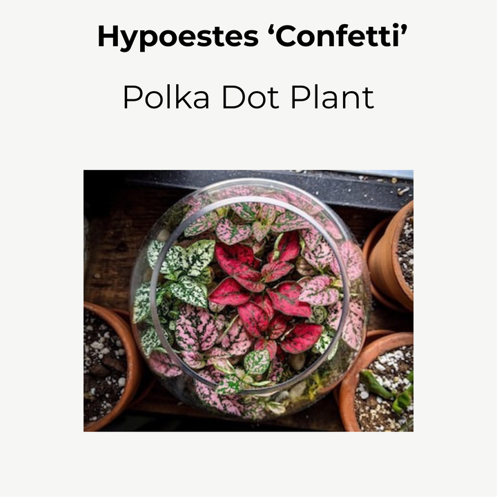 Hypoestes ‘Confetti Mix’ | 8.5cm Pot
