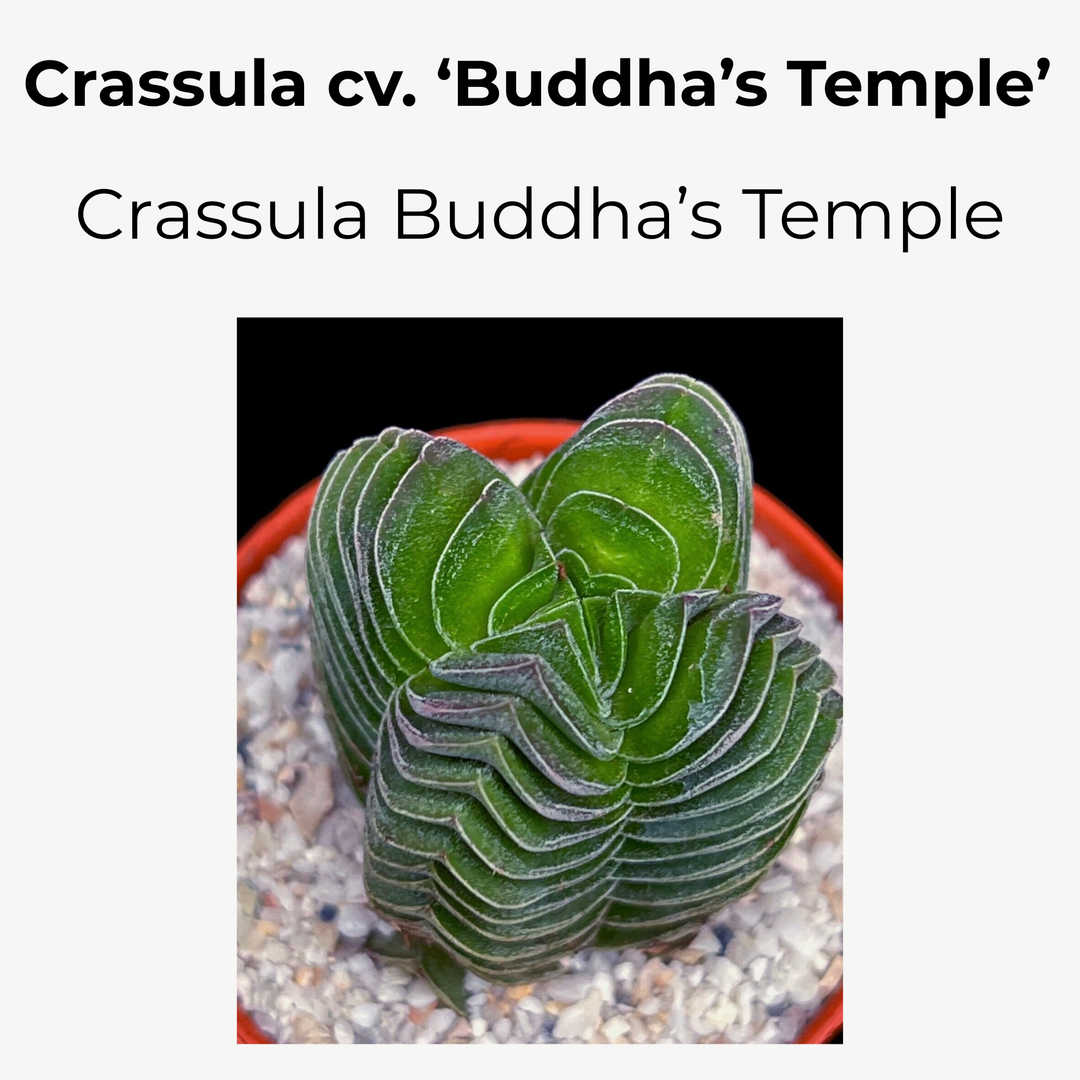 Crassula ‘Buddha's Temple’
