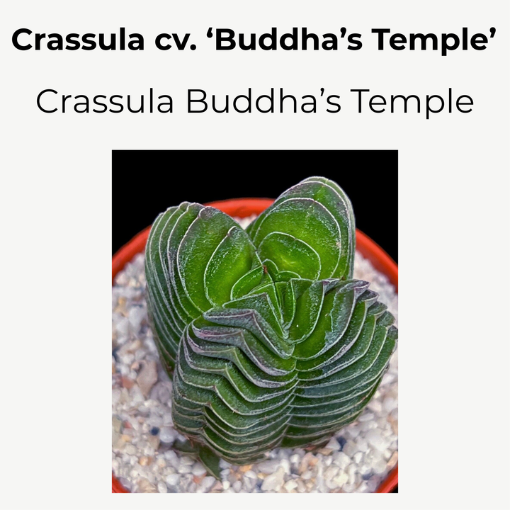 Crassula ‘Buddha's Temple’