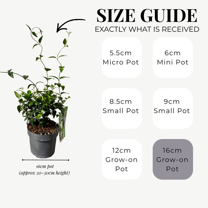 Jasmine 'Angel Wings'