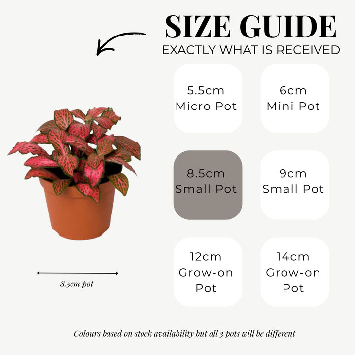 Fittonia Mosaic Variety Pack | 4 x 8.5cm potted plants