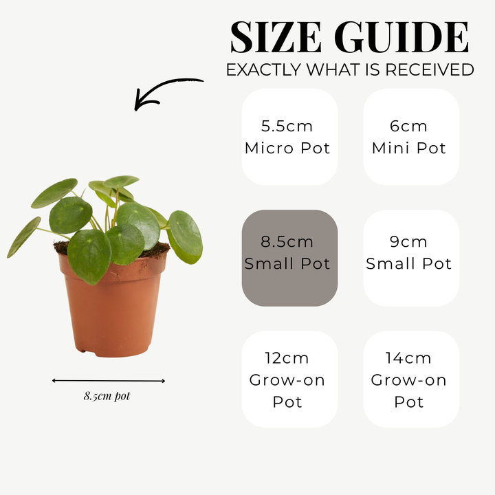 Pilea Peperomioides (Chinese Money Plant) – 8.5cm Pot