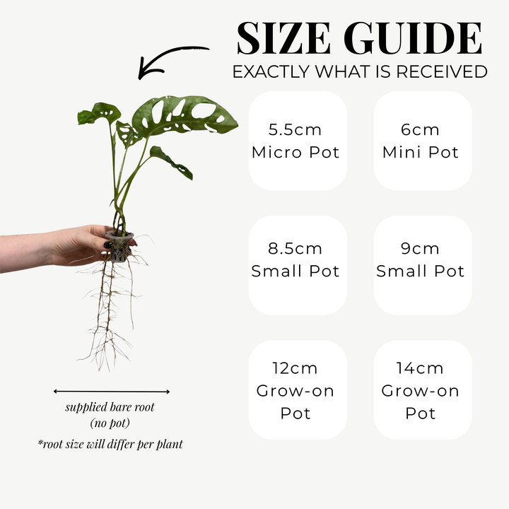 Monstera Adansonii (Swiss Cheese Plant) – Bare Root Houseplant