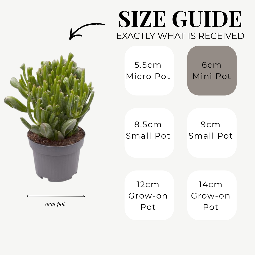 Crassula Ovata Jade ‘Coral’ | 6cm Pot