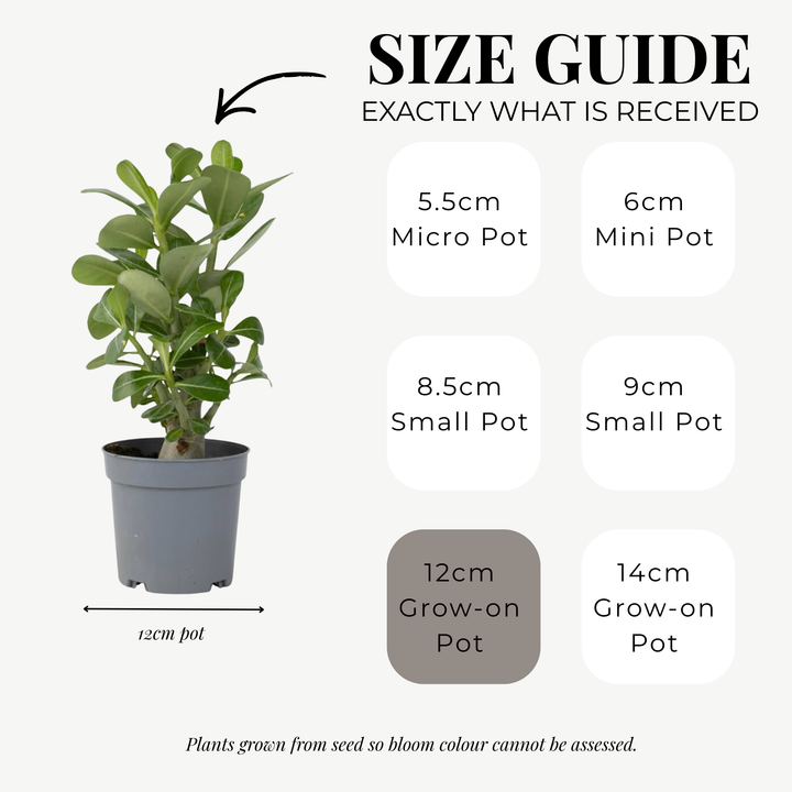 Adenium Obeseum (Desert Rose) 12cm