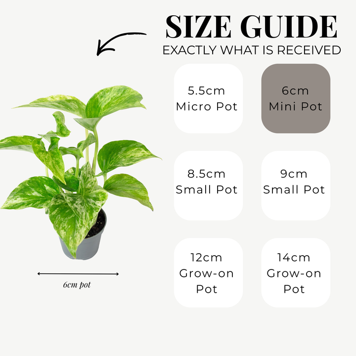 Marble Queen Pothos | 6cm pot