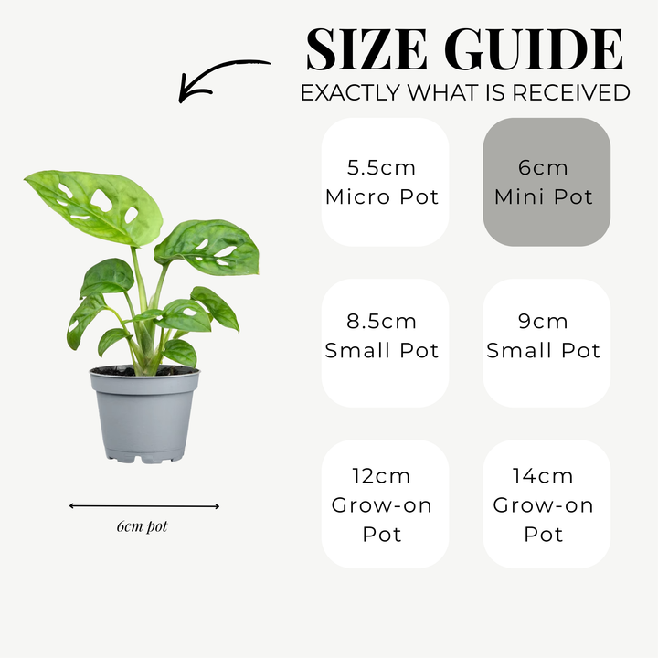 Monstera Adansonii Monkey Mask | 6cm pot