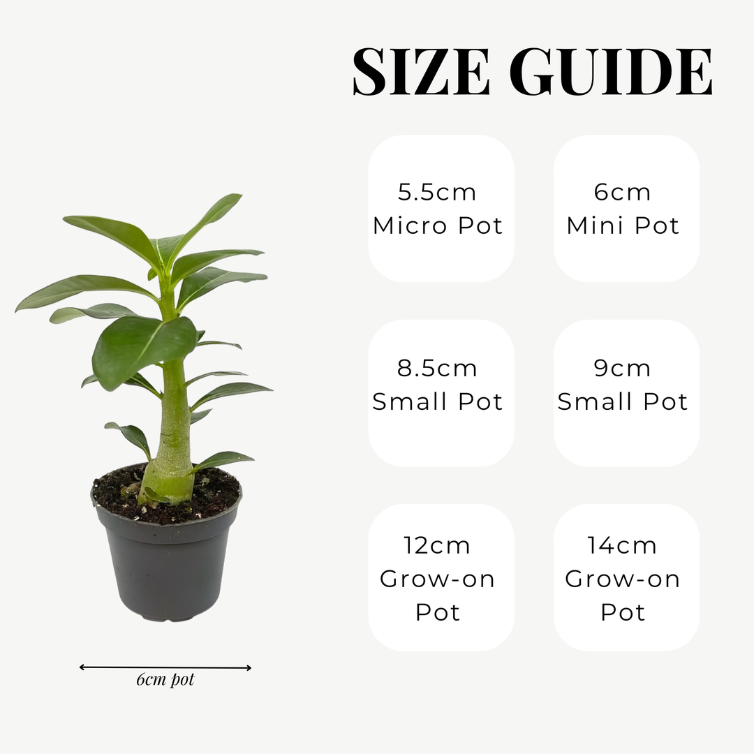 Adenium Obesum (Desert Rose)