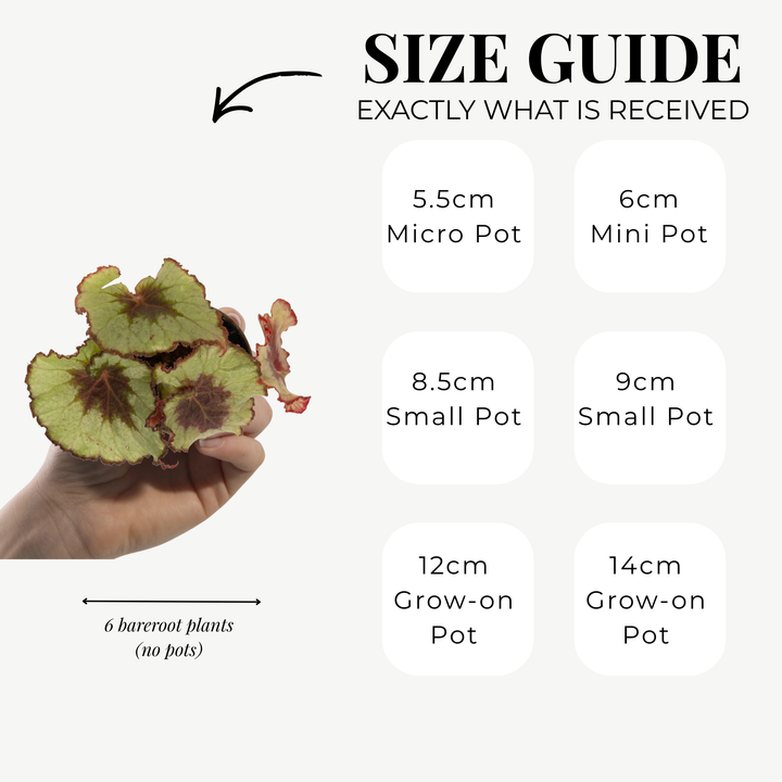 Begonia Rex Variety Pack | 6 Bareroot plants