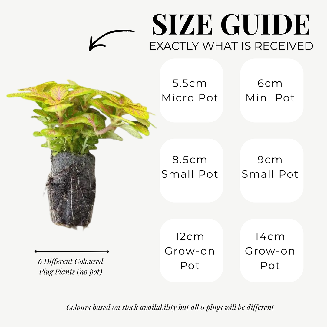 Fittonia Mosaic Variety Pack | 6 Bare root plants