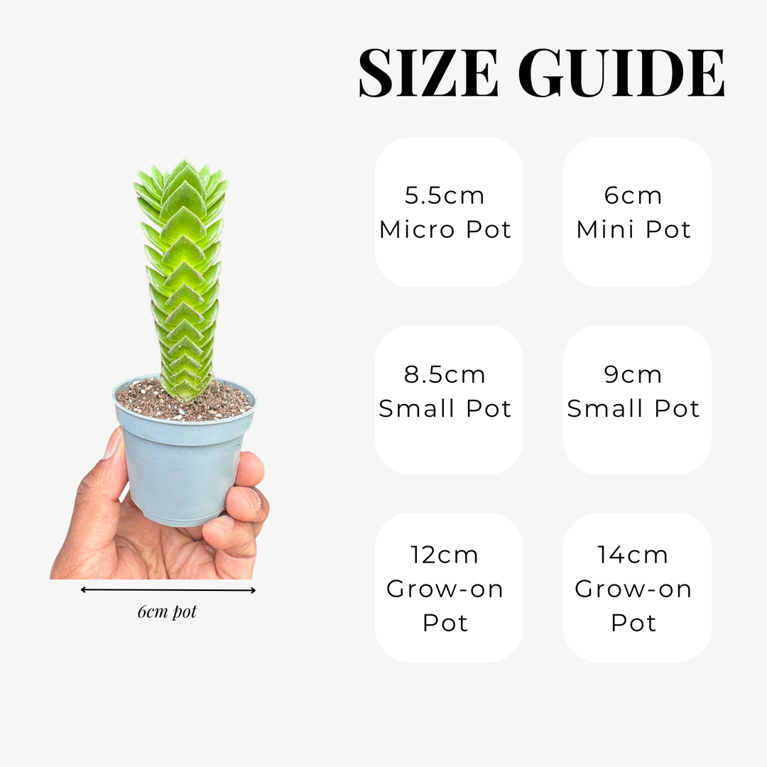 Crassula ‘Buddha's Temple’