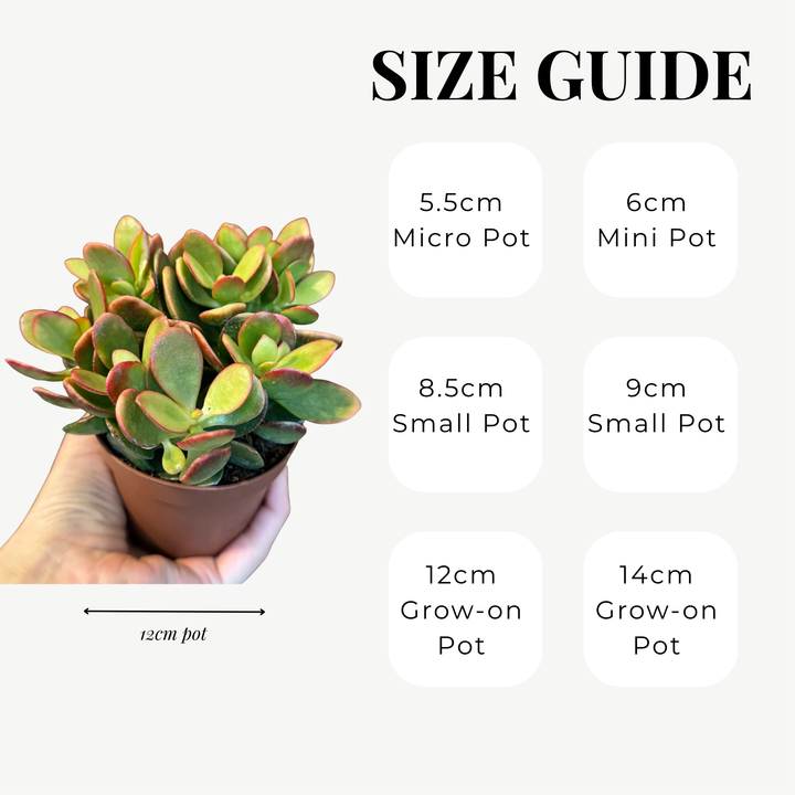 Jade 'Sunset' Money Penny Plant - Crassula Ovata 'Sunset'