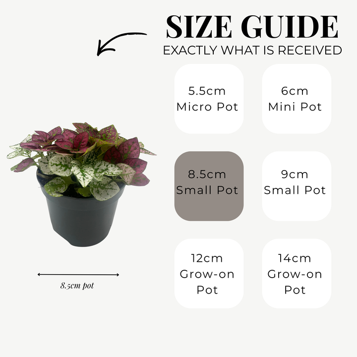 Hypoestes ‘Confetti Mix’ | 8.5cm Pot