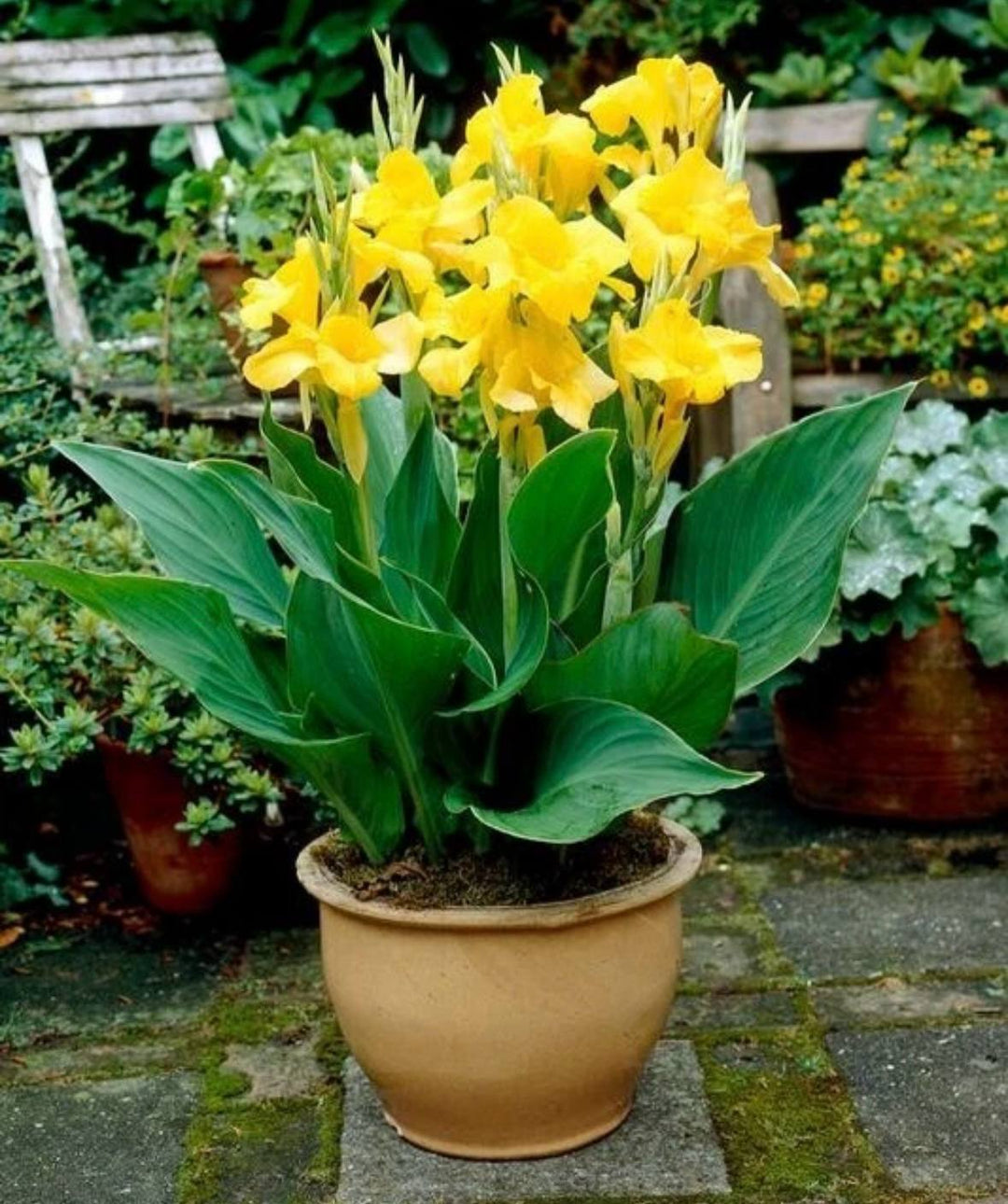 Yellow Canna Seeds