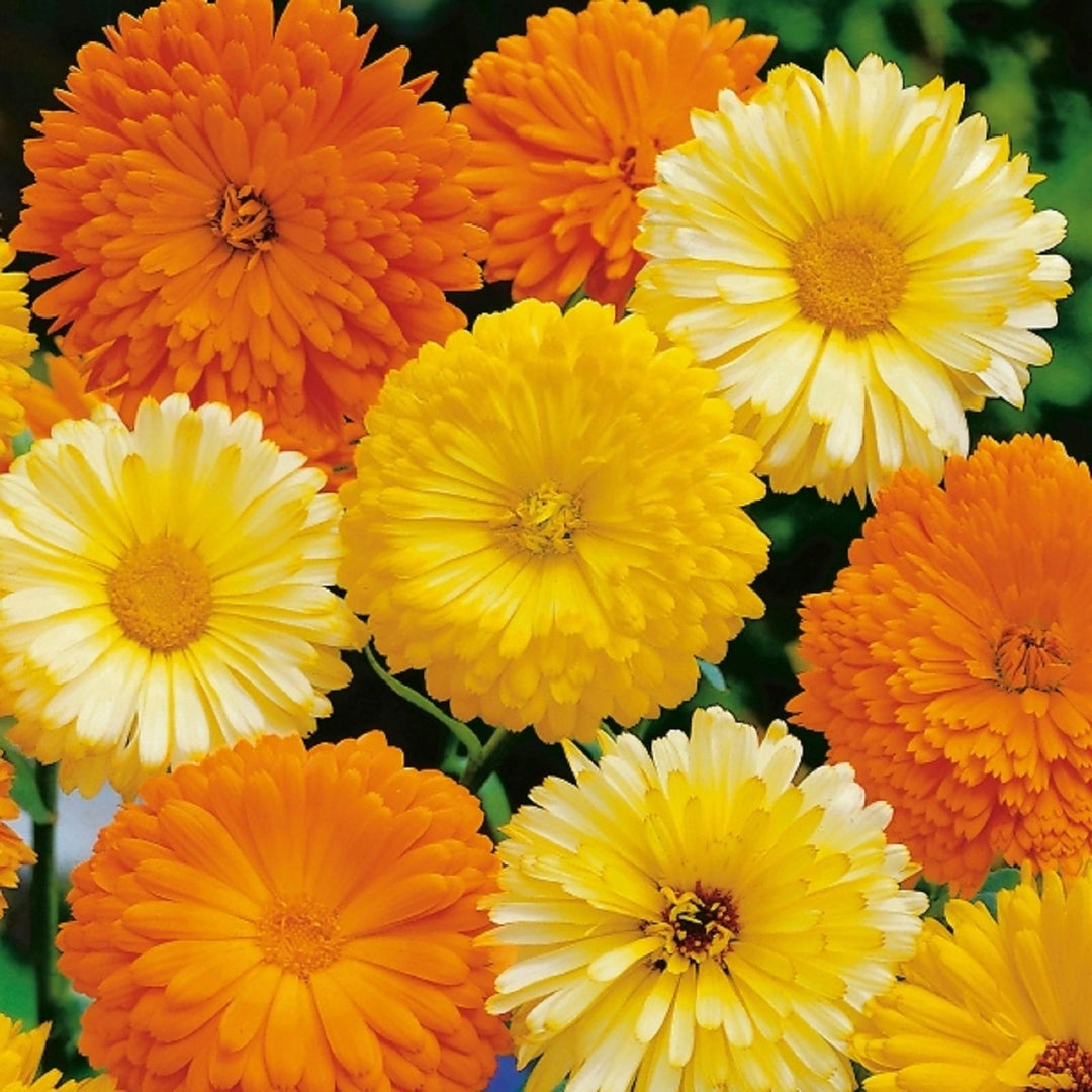 Calendula Winter Sun Seeds