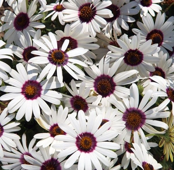 African Daisy Polar Star Seeds
